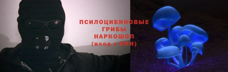 Галлюциногенные грибы Psilocybe  Сясьстрой 